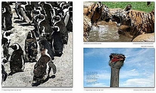 magazine dierenfoto's
