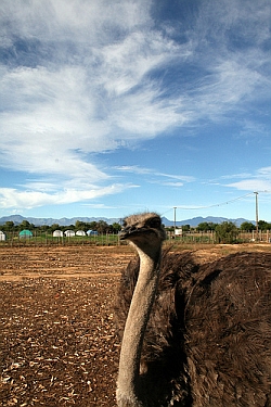 struisvogel zuid-afrika